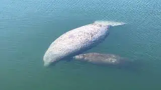 Manatee Sighting   Marathon
