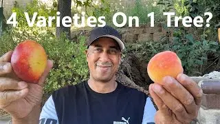 Harvesting 4 Types of Fruit From One Tree! Fruit Salad Tree.