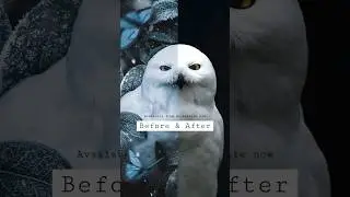Photoshop Surreal Digital Art Before and After: Frosty Snow Owl #digitalart #photoshop #owlart #art
