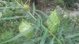 Asclepiads: Gomphocarpus physocarpus