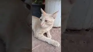 [cat] Salmon งับ