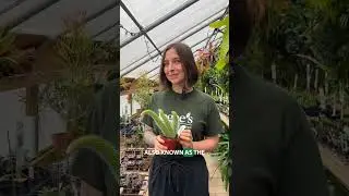 New Plants - Spring 2026