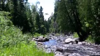 Nature Sounds / White noise of a small creek in the forest