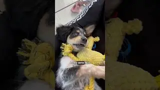 45 dias de Aurora, de princesa ela s&oacute; tem o nome! 😮&zwj;💨 #vlog