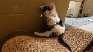 生後52日 猫じゃらしで遊ぶ