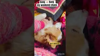 #cute #relatable #funny #dog #love #labrador #subscribe #spitz #viralvideo #trending #pets #shorts