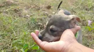 A Day in the Life of Happy Street Dogs Highlights their natural environment and contentment