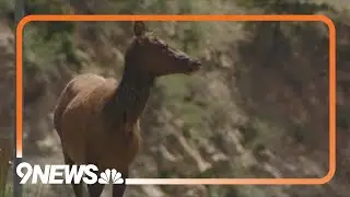 Volunteers stand watch over elk and calves at Evergreen Lake