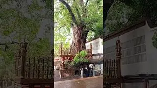 Gangarama Temple 🛕 Colombo Sri Lanka 🇱🇰 #travel #nature #colombo #temple @ColomboProperty