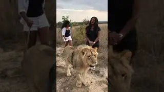 WALKING WITH LIONS AT ANTELOPE PARK ZIMBABWE