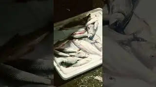 🐠🐍#fish #fishing #reels #trending #viral #viralreels #ytshorts #new #short #reels #viralvideo