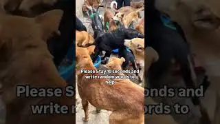 So many hungry souls, so many pleading eyes... yet so few hands to help.