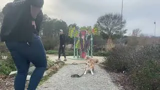 Suburban K9 Dog Training in Mount Holly, North Carolina!