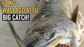 Big wallago attu fish catching video pathan 🐠 12 kg  monsters  🔥 Arvind fishing up91🎣🐟#wallago_fish