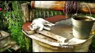 Настолько здорово сказано  что НЕ УБАВИТЬ , НЕ ПРИБАВИТЬ ... #видеооткрытка #video postcard
