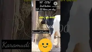 HF COW #milktech #dairyfarm #cow #farming #dairytech #animals #maze #dairyproducts