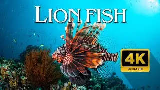 Amazing Scene of LION FISH  4K - Scenic Relaxation Film