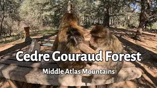 Into the Cedre Gourard Forest: Wild Barbary Macaques of Morocco