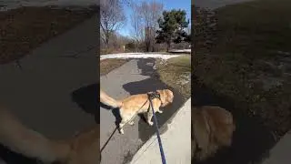 Leo&rsquo;s day out #goldenretrieverfun #dogviralvideo #dogvideos #leothedog #goldenretriever