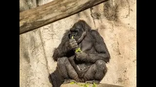 Fort Worth Zoo P2 The Gorilla