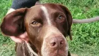 Hope for Nikol (Rescued is my Favorite Breed - Malta)
