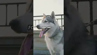 Top 6 Siberian Husky Sleep Secrets Revealed!