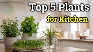 Top 5 Indoor Plants for Kitchen | Modern Kitchen D&eacute;cor Ideas 🌱
