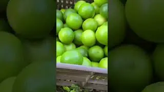 Lim&oacute;n persa.