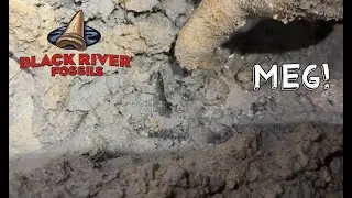 Digging on Dry Land for Prehistoric Shark Teeth