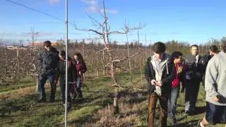 Pruning Apple Trees and Grape Vines Lab