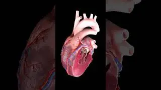 Your Heart Beating from Within 🩺🫀🐎