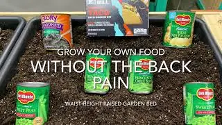 How to GROW your OWN food in this RAISED SHALLOW GARDEN BED
