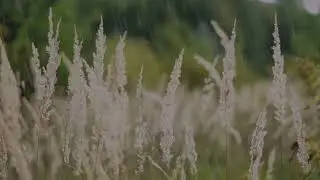 Relaxing rain 2 HOURS 