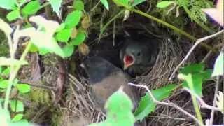 Baby Birds Leave The Nest Day 8