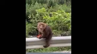 Sike nah it&rsquo;s empty! Imagine giving a monkey some food but it&rsquo;s empty #monkey #monkeys #monkeyvideo