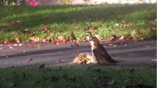 Red tail Hawk attacking a squirrel