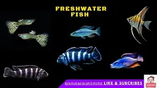 Beautiful fish 🐠🐟 #fish #freshwaterfish #shorts #ytshorts #reels #viral #tiktok #memes #funny #amor 