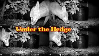 Under the Hedge 20251218 to 20251228