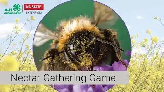 Nectar Gathering Game