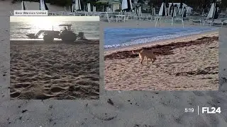 Palm Beach faces controversy over sea turtle protection