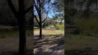 #catrescue Big Duck Rescue? #BigCatRescue, #cat, #kitten, #cub, #liger, #tiger,