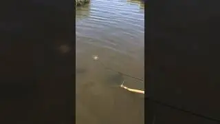 Crabbing in the Barnegat bay, NJ