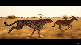 Cheetah Hunts Antelope &ndash; The Escape