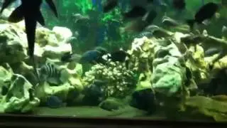 Feeding time massive rift lake tank over 900 litres
