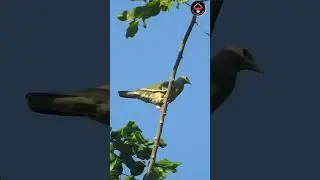 🔊Suara Burung Punai di Alam liar‼️ #naturetranquility #birds #wildlifeentertainment #vibrantbirds