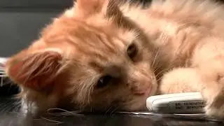 Cats Falling Asleep Compilation 2019