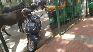 Bull fight at middle of the road stunned people | People left hurt | vehicle damaged | Bangalore