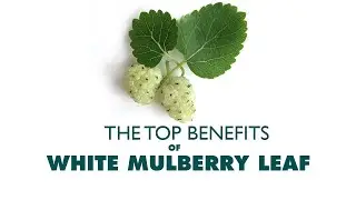 White Mulberry Leaf Herbal Tea Benefits