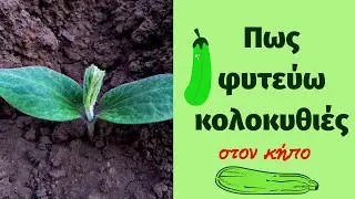 Πως φυτεύω κολοκυθιές στον κήπο
