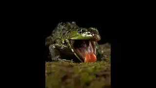 Лягушка получает суровый урок об этом жуке 😬